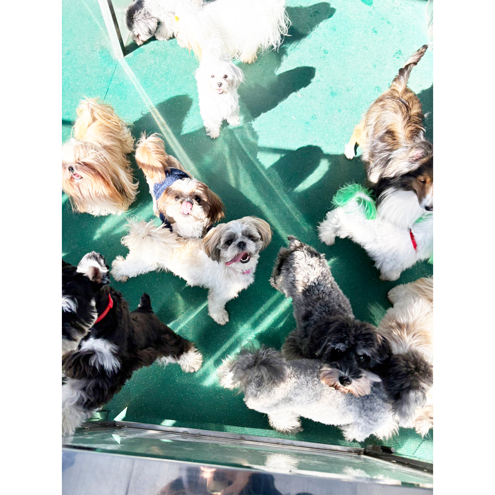 生徒が撮影したモデル犬たちの写真③